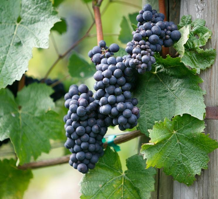 Grapes on the vine along the Saanich Peninsula in Victoria, BC