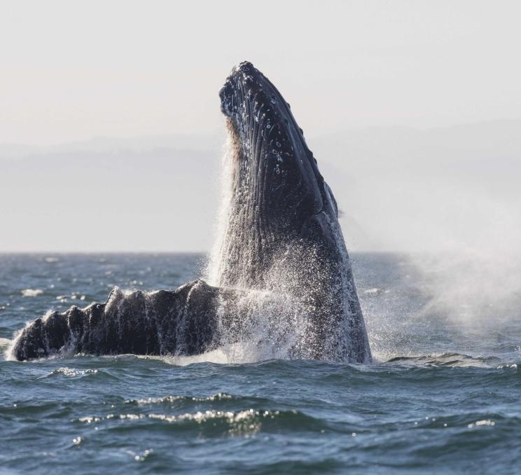 Eagle Wing Whale