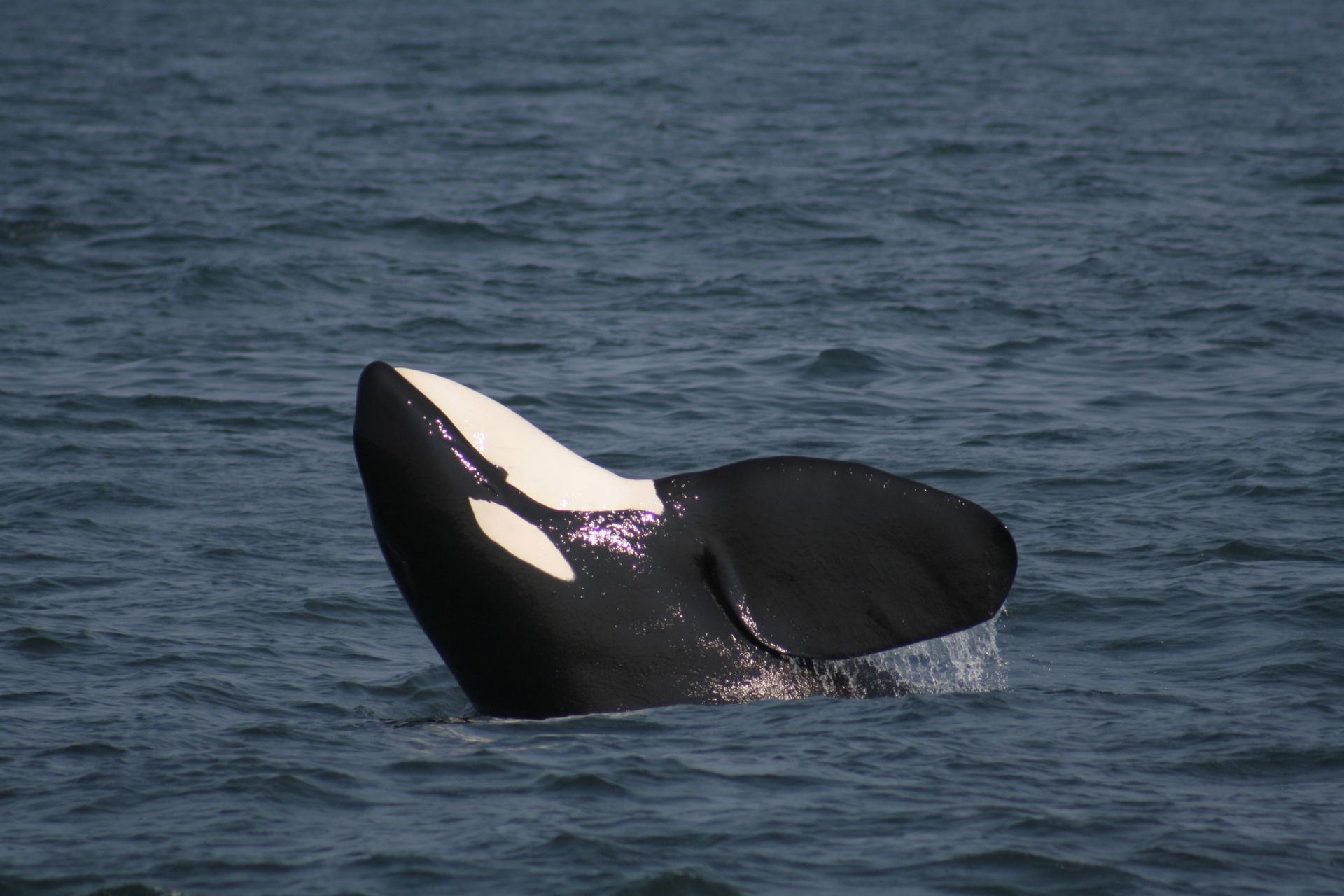 Prince of whales