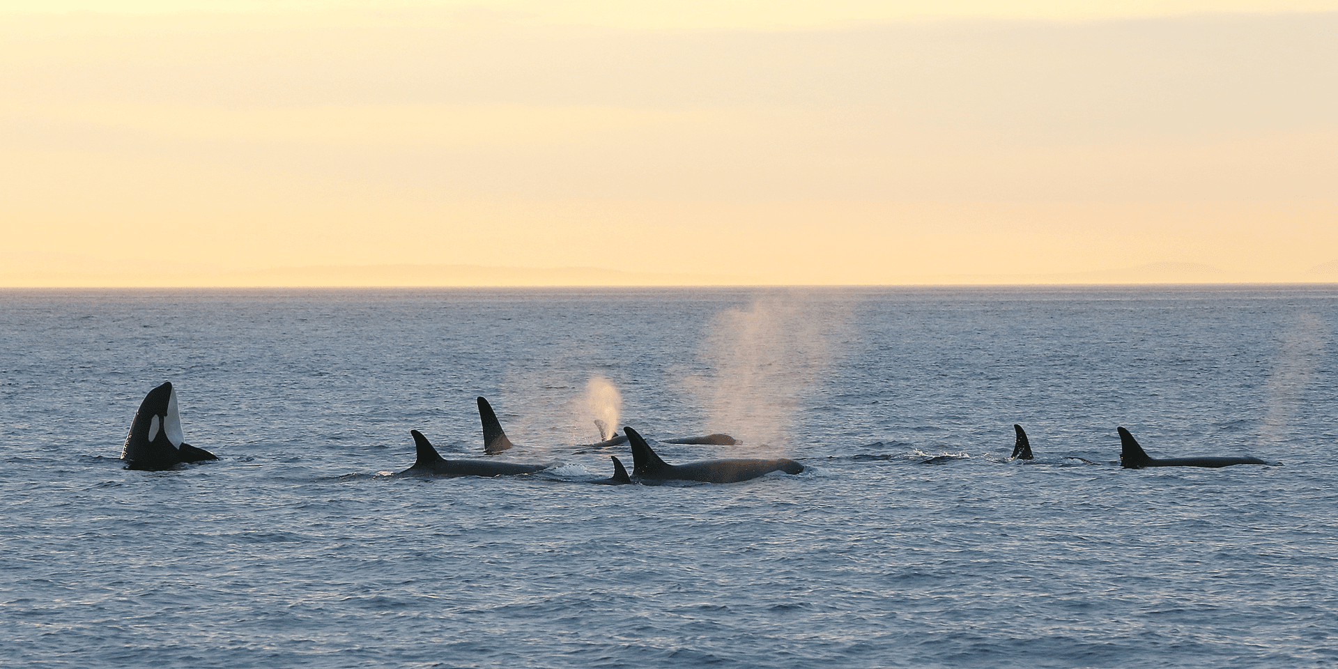 Pod of orcas at Sunset
