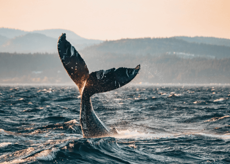 Whale Tale, Prince of Whales