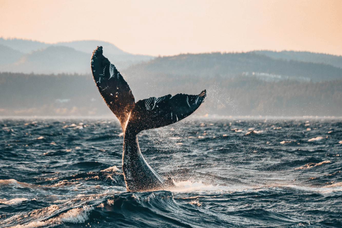 Whale Tale, Prince of Whales