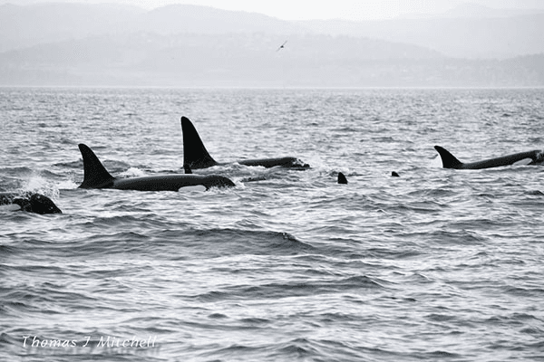 orcas in the ocean