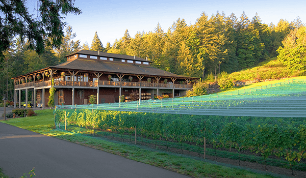 row if grape vines in a vineyard and building