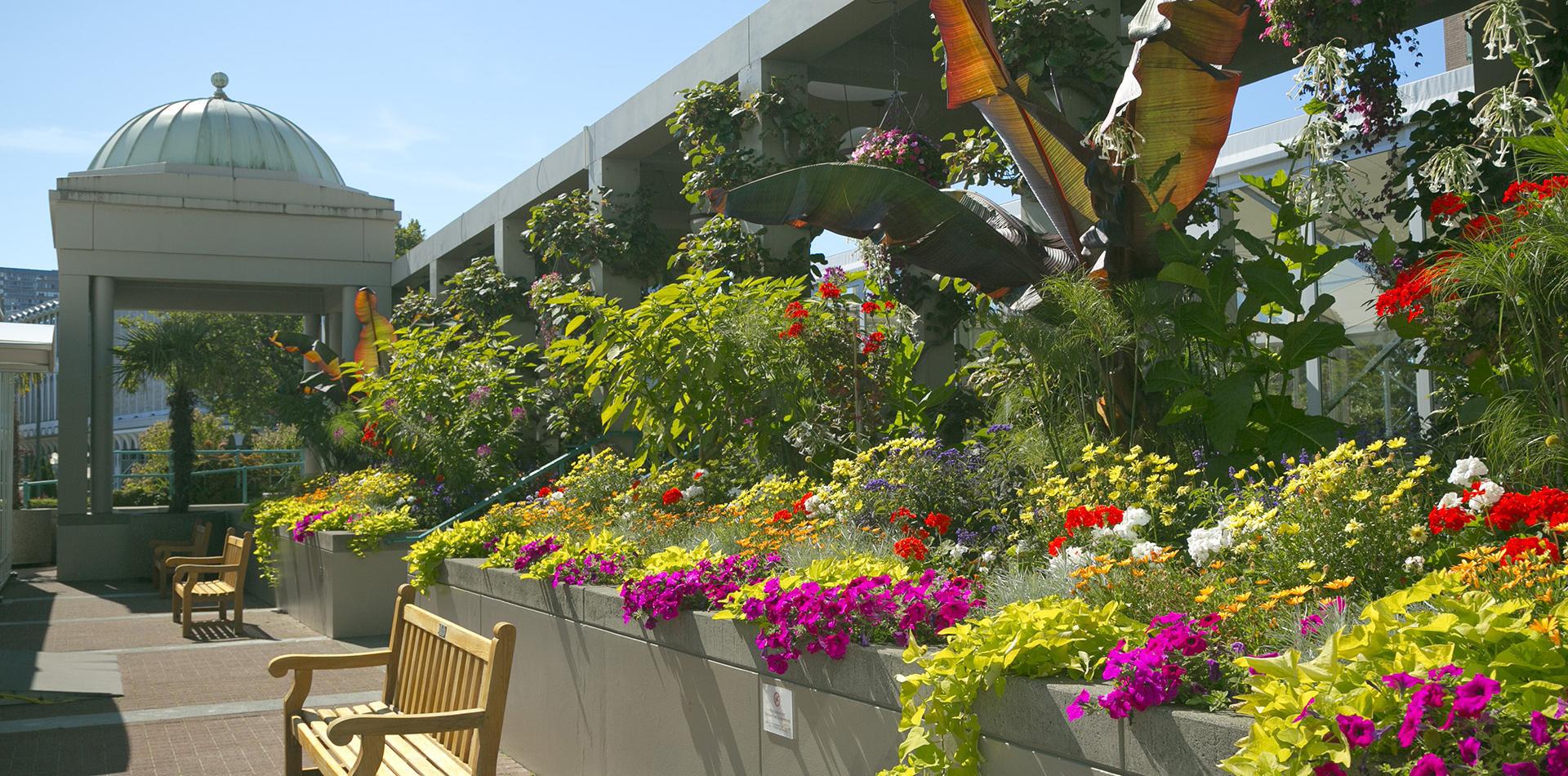 Courtyard Flowers at VCC