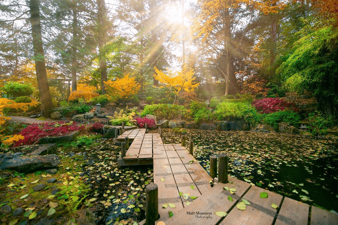 wooden path in woods with flowers and a pond