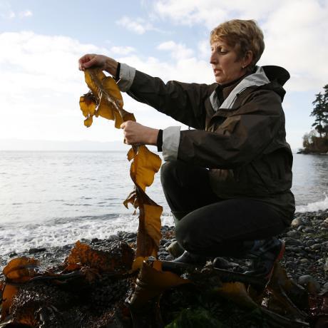 Iron Chef Cook Off: Seaweed Lady