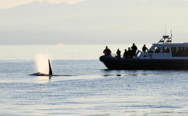 BC Whale Tours