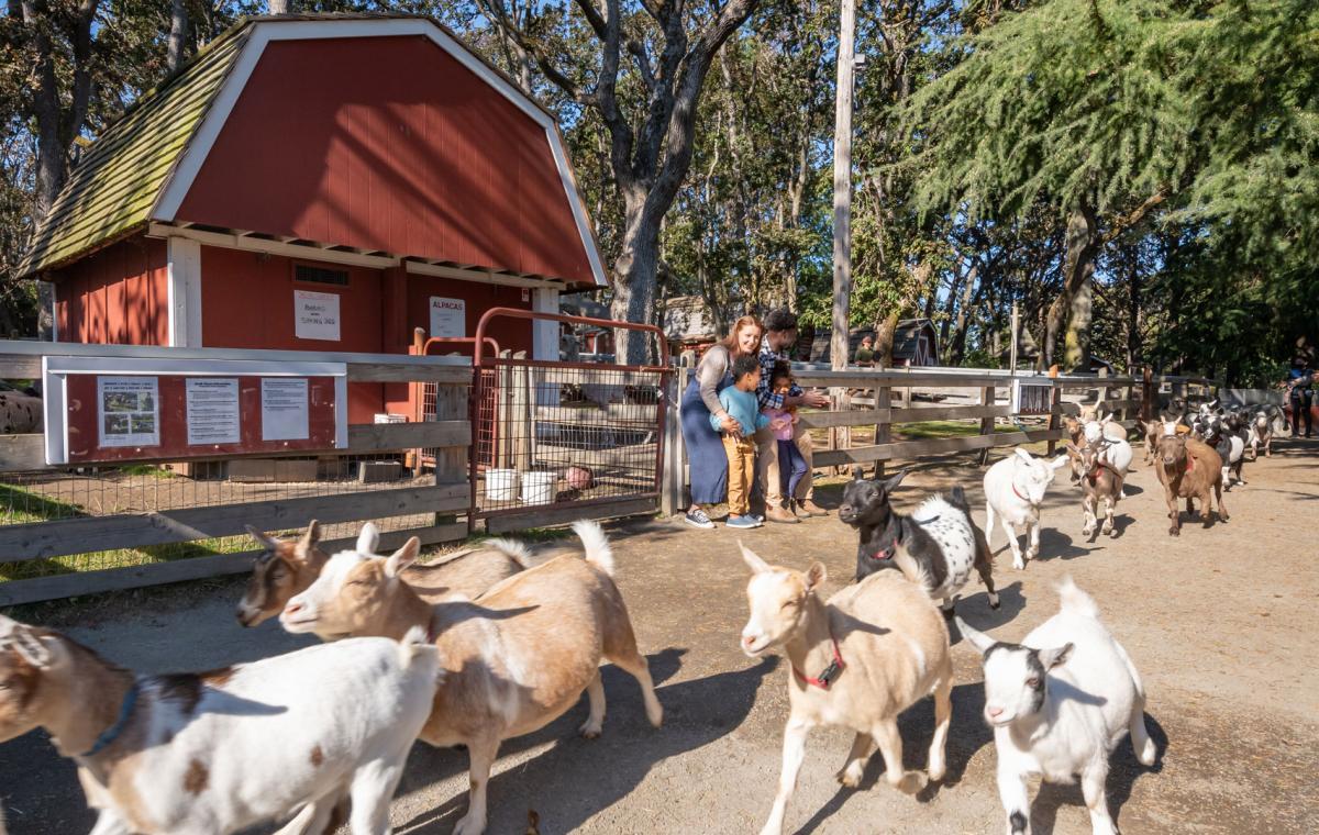 lots of goats and a family looking at them