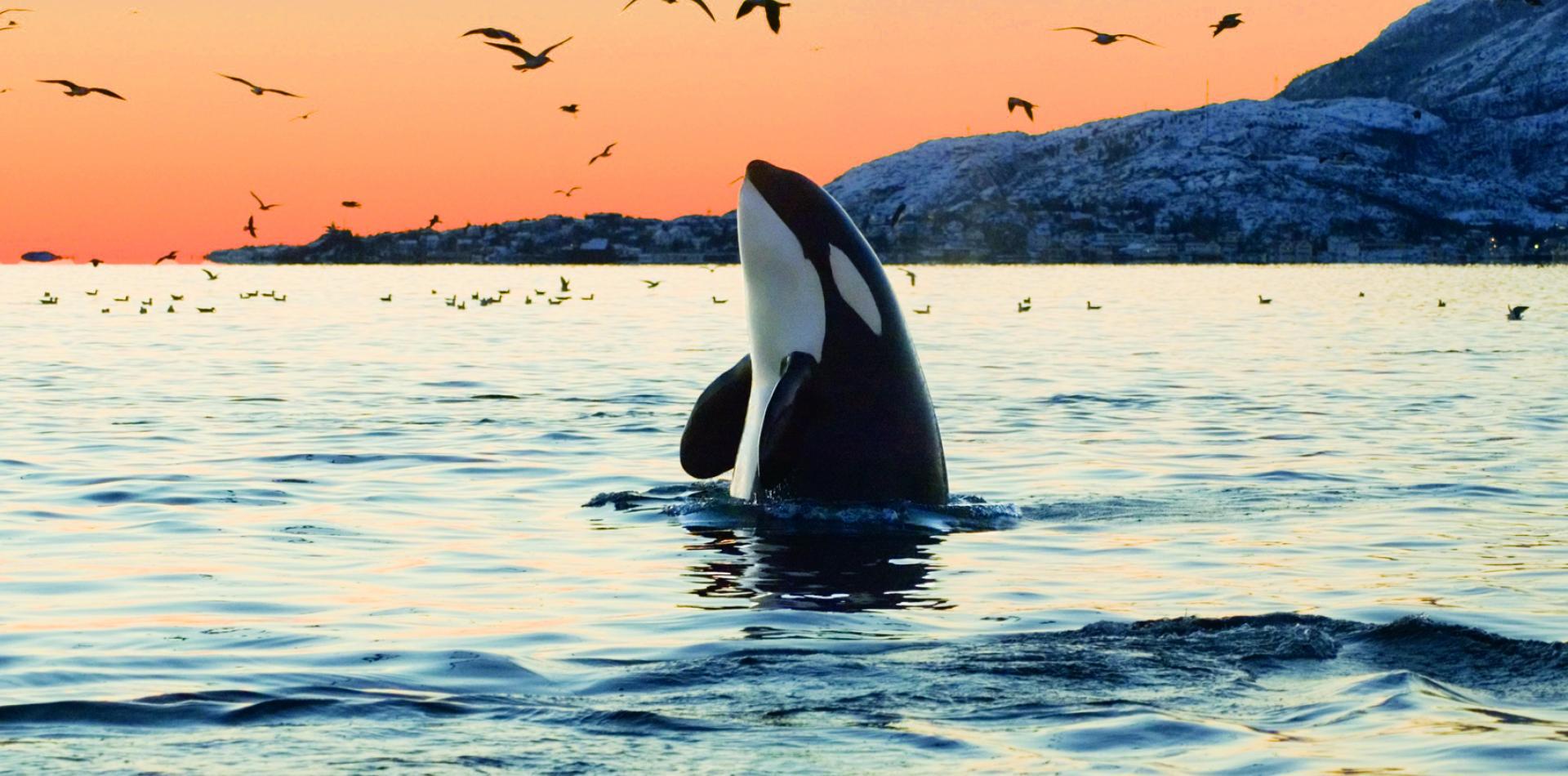 Orca Whale Breaching