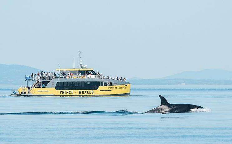 Prince of Whales Watching & Marine Wildlife Adventure