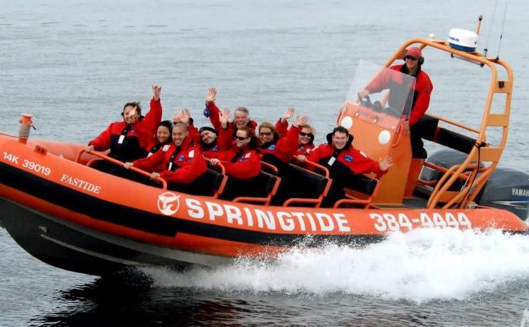 Springtide Whale Watching & Eco Tours