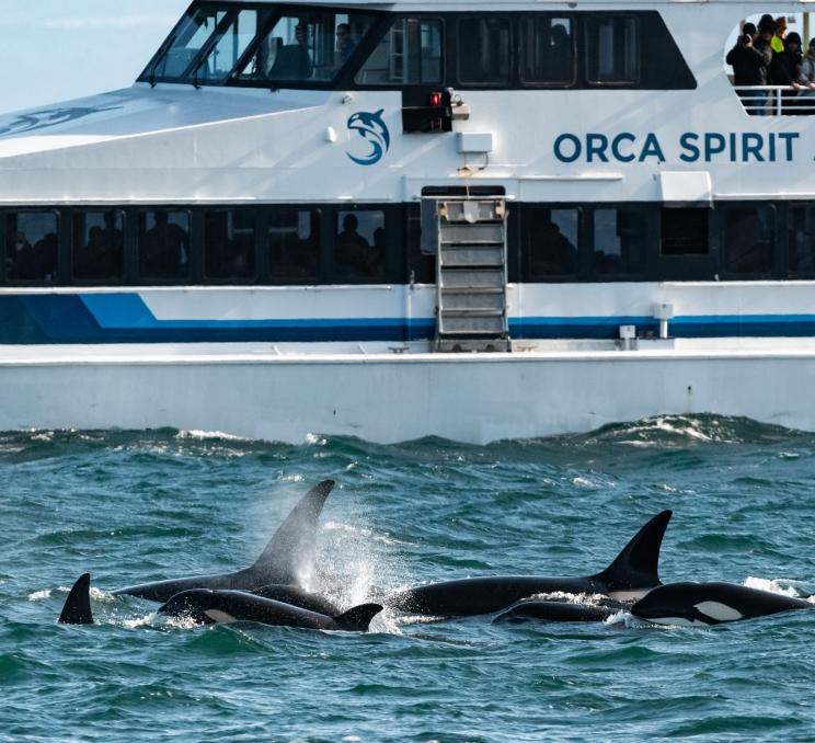 Orcas appear in front of an Orca Spirit Whale Watching vessel in Victoria, BC