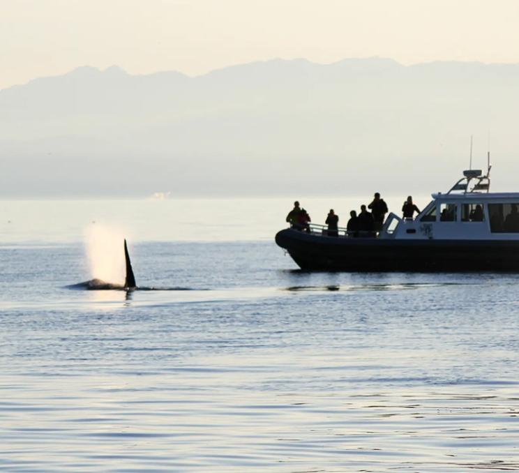 An orca is spotted by a BC Whales boat in Victoria, BC