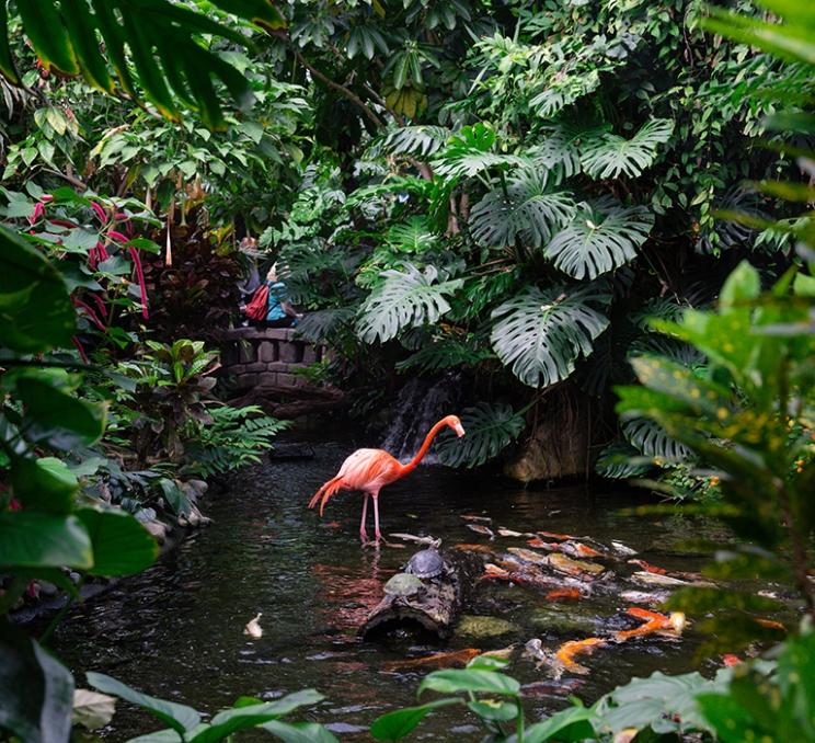 A flamingo in a pod at the Butterfly Gardens in Victoria, BC