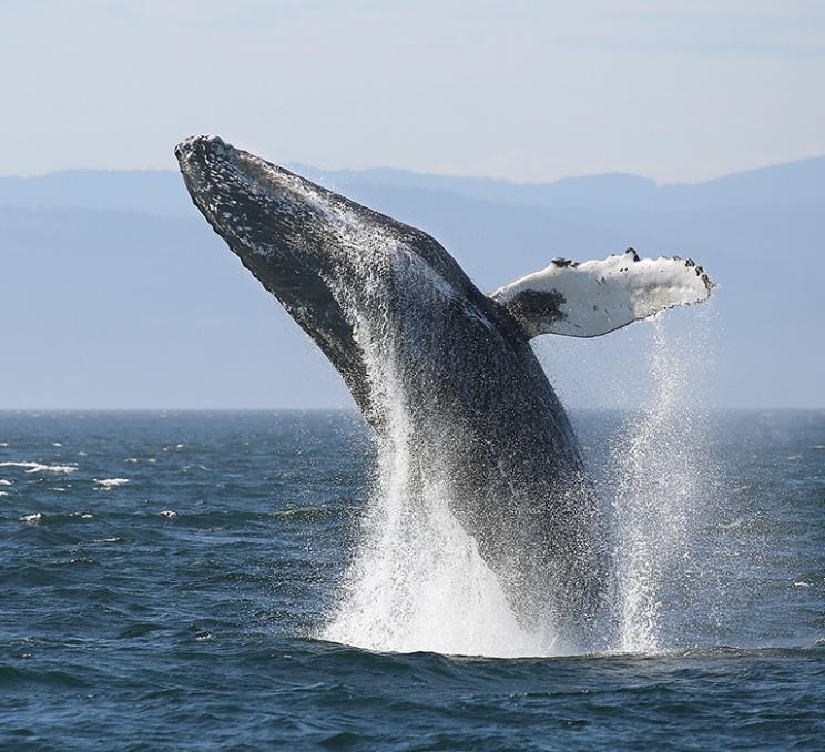 A Humpback whale breaches the water