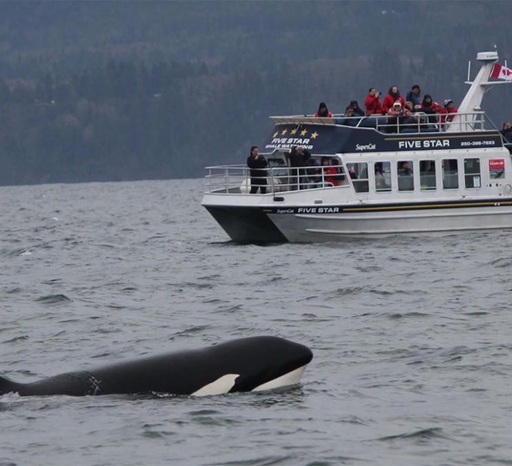 An orca is spotted from a Five Star Whale Watching Vessel in Victoria, BC