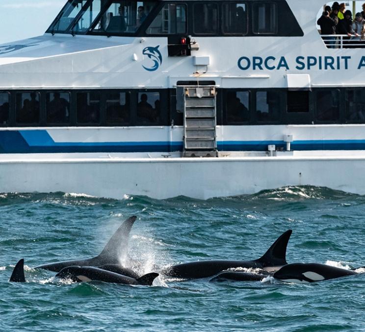 A pod of orcas passes an Orca Spirit Whale Watching Tour