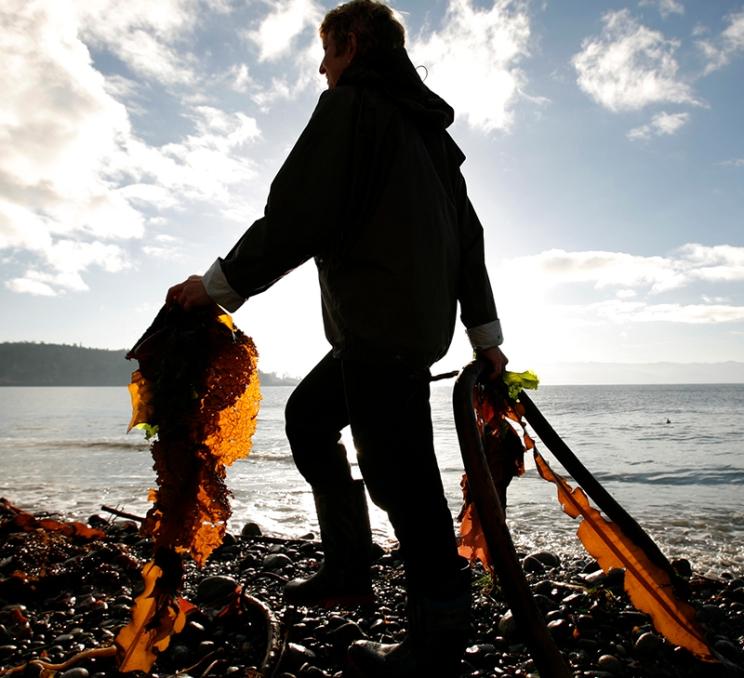 A woman collects seaweed along Greater Victoria's shoreline