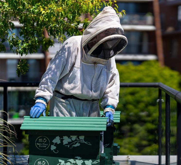 A beekeeper tends to the hives at The Parkside Hotel & Spa in Victoria, BC