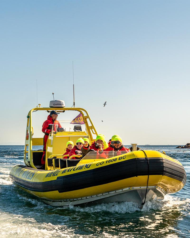 A zodiac tour from Prince of Whales whale watching explores the Salish Sea off the coast of Victoria, BC